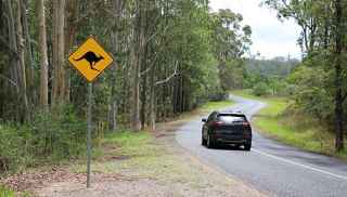 A car on the road through forest with kangaroo sign