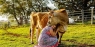 Hugging rescue cow