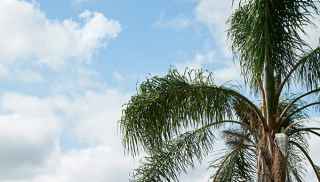 Palm tree leaves and blue sky with clouds