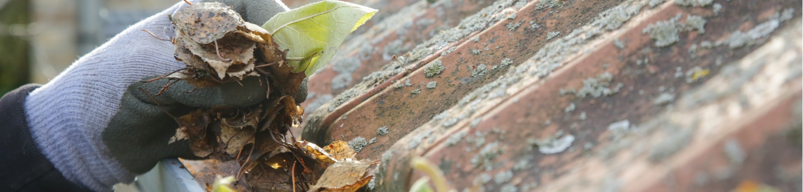 A gloved hand pulling leaves from a roof gutter