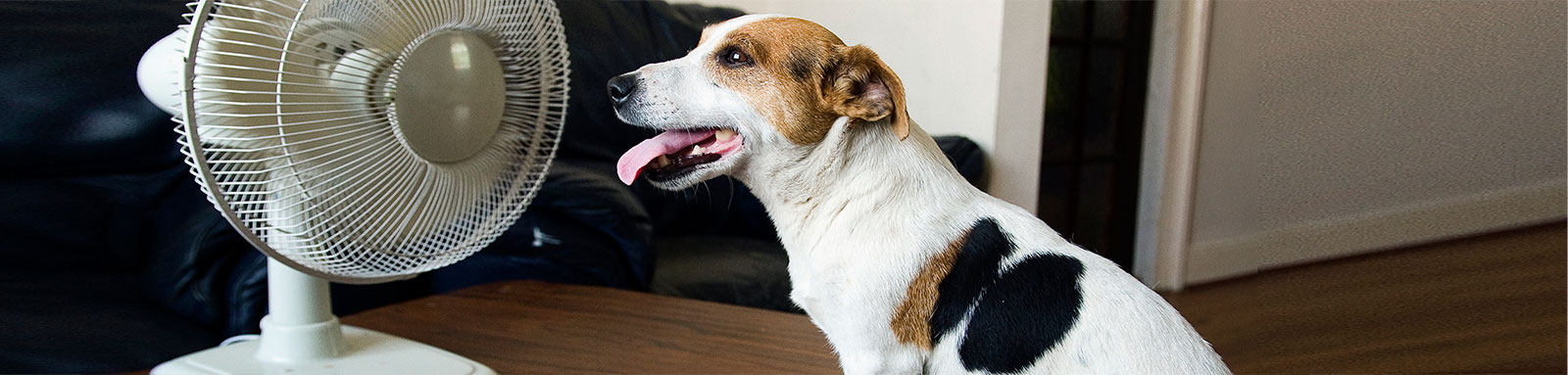 Dog sitting in front of a fan