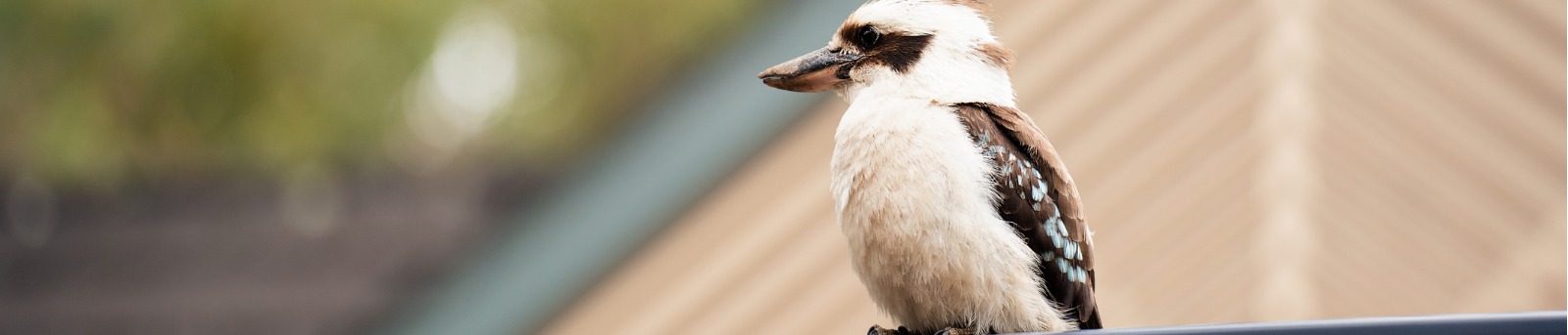 Kookaburra on a house fence
