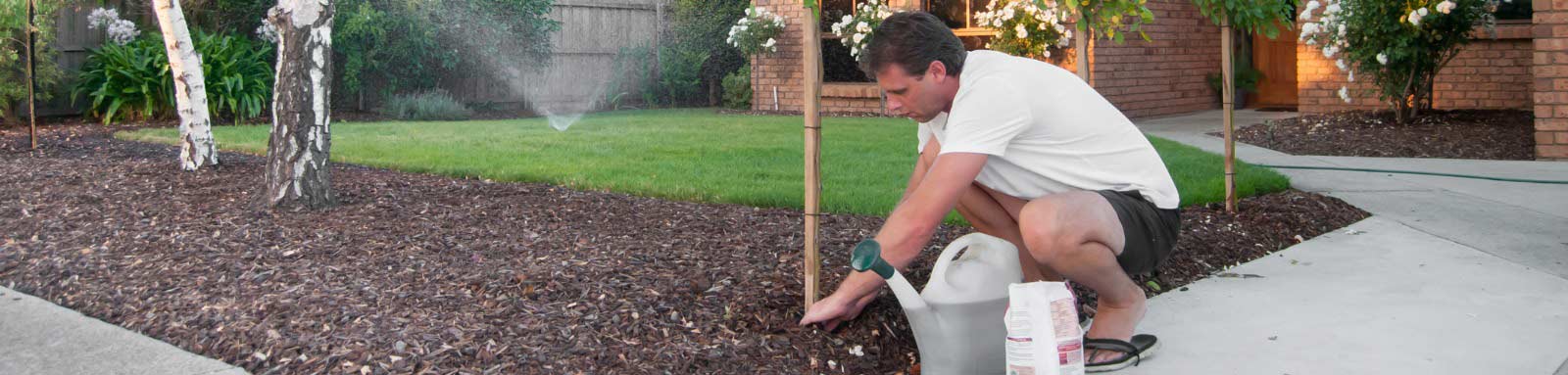 Man tending roses in front garden
