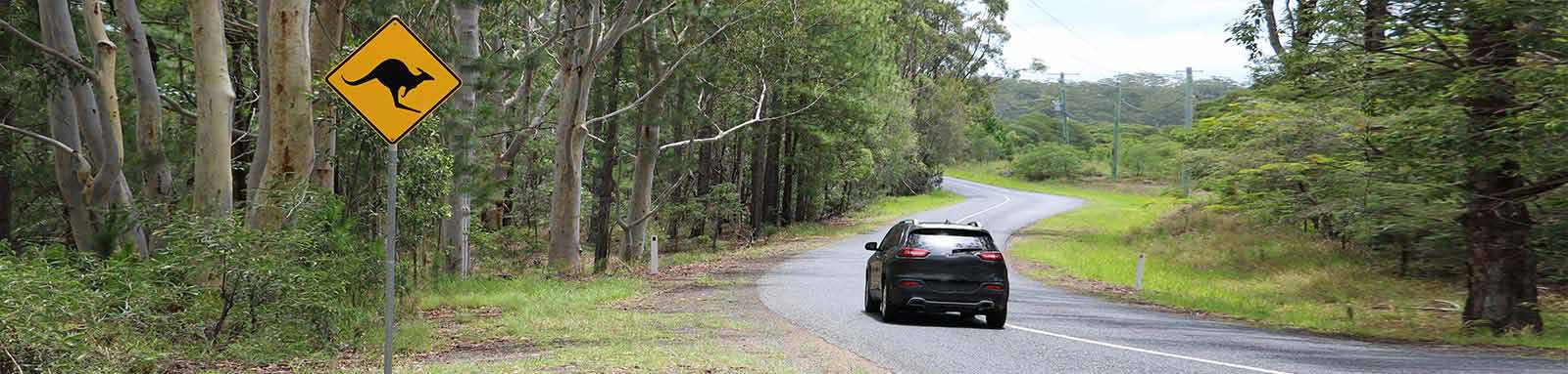 A car on the road through forest with kangaroo sign