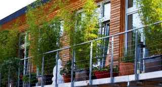 Bamboo on balcony